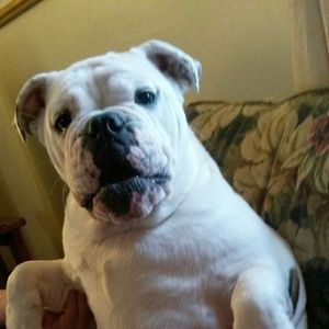 Meet your Posher, Peggy